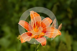 Orange lily on a blurry green grass background