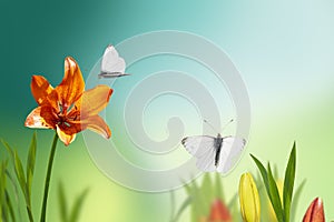 An orange lily on a blurry soft blue-green background. a white butterfly flies over a beautiful flower in the early morning.Spring