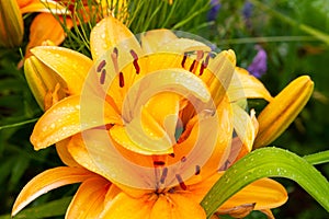 Orange lily bright large flower long petals closeup covered with drops colorful