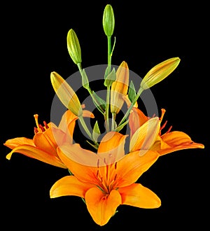 Orange Lily buds on black