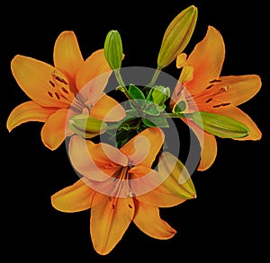 Orange Lily buds top black