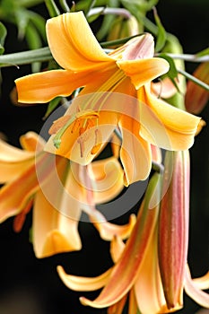 Orange lily bush