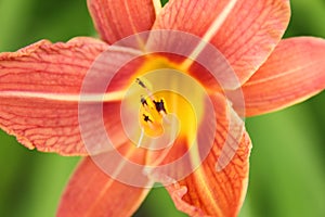 Orange lily detail