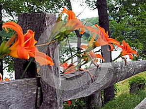 orange lily on fence