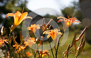 Orange lily, fire lily, tiger lily, or lilium bulbiferum. Flowers and buds in the garden. Selective focus