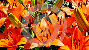 Orange lily flower.