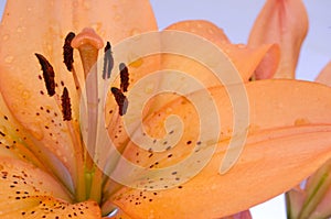 Orange Lily Flower photo