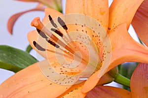 Orange Lily Flower photo