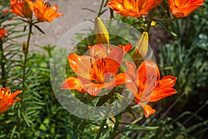Orange lily flower bloom on blurry green background in lilies garden
