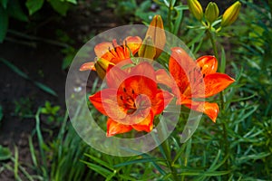 Orange lily flower bloom on blurry green background in lilies garden