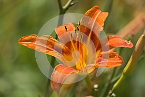 Orange lily flower closeup macro