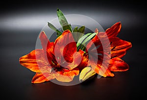 Orange lily flower on dark background