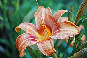 Orange Lily Flower Iris in sunny day, macro photography, in my organic garden