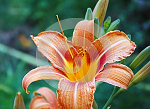 Orange Lily Flower Iris in sunny day, macro photography, in my organic garden