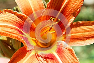 Orange Lily Flower Iris in sunny day, macro photography, in my organic garden