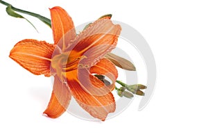 Orange lily flower isolated on white background