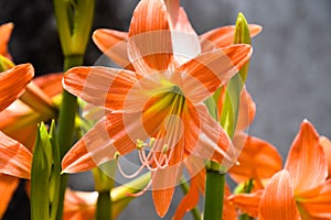 Orange lily flower on plant