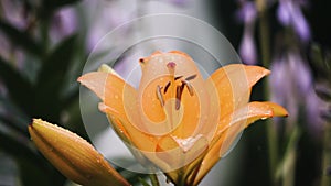 Orange lily flower with rain drops on petals blooming in the garden, against the background of other colors. Nature