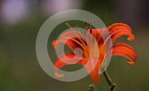 Orange lily flower after rain in macro.