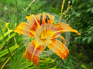 Orange lily flower with rain water drops