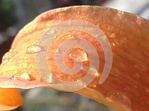Orange lily flower in a sunny day. A close-up view of little water droplet on petals