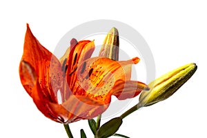 Orange lily flower on white background