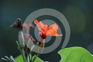 Orange lily flowers