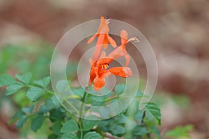 Orange lily flowers