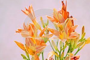 Orange Lily flowers close up