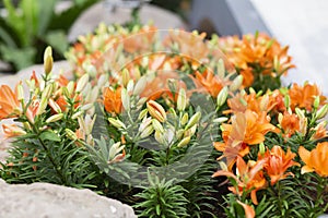 Orange Lily flowers in the garden