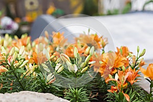 Orange Lily flowers in the garden