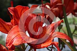 Orange lily flowers & leaves lilium background pattern. Beautiful orange lily lilium summer flower garden. Close-up orange madon