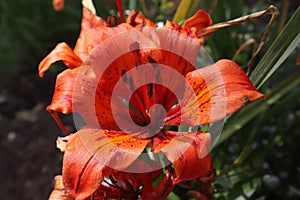 Orange lily flowers & leaves lilium background pattern. Beautiful orange lily lilium summer flower garden. Close-up orange madon