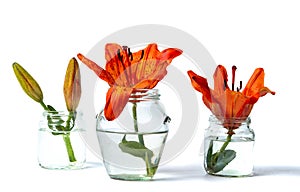 Orange lily flowers in vases on white background