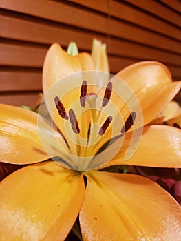 Orange lily in full bloom closeup