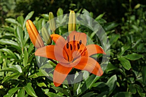 Orange lily in the garden