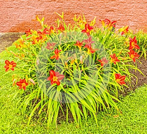 Orange lily in grass lawn and brick wall