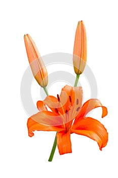 Orange lily isolated on white