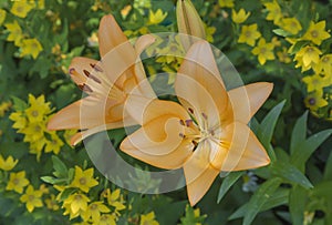 Orange lily. lat. LÃ­lium