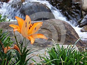 Orange Lily next to a stream