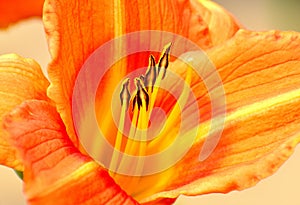 orange lily and other lily species are common in gardens