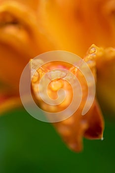 Orange lily petal glistening with a few water droplets