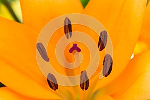 Orange lily pollen covered stamen