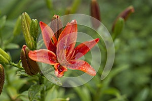 orange lily, in raindrops, bright color, summer. raindrops