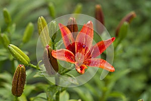 Orange lily, in raindrops, bright color, summer. raindrops