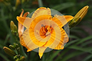 A orange lily with ruffle pedal edges