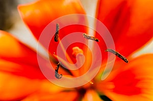 Orange lily`s pistils in closeup/ macro.