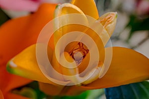 Orange Lily Stamen and Anthers