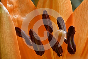 Orange Lily Stigma and Stamen macro close up