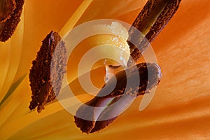 Orange Lily Stigma and Stamen macro close up